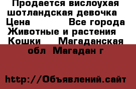 Продается вислоухая шотландская девочка › Цена ­ 8 500 - Все города Животные и растения » Кошки   . Магаданская обл.,Магадан г.